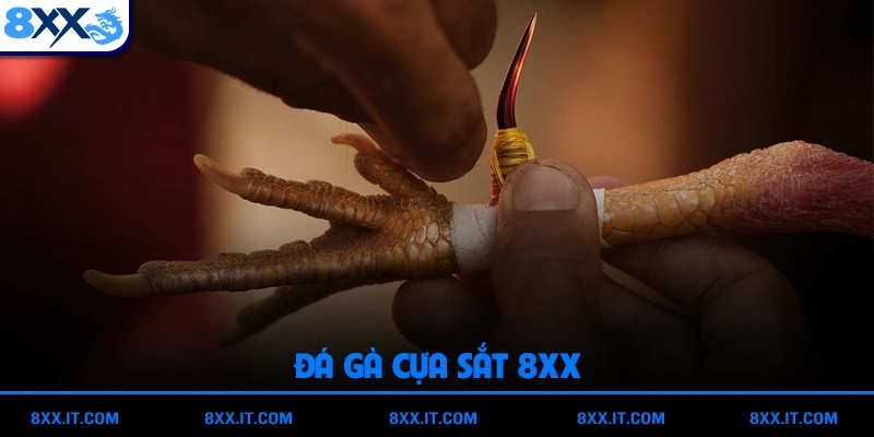 Đá gà cựa sắt (đá gà cựa tròn)