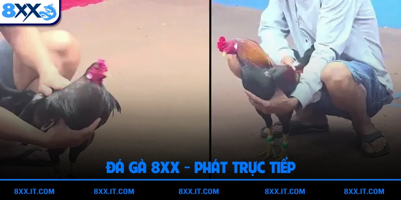 Phát trực tiếp và chất lượng hình ảnh